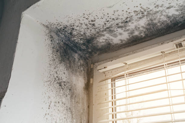 Affordable Mold Cleanup solutions in Princeton, MN